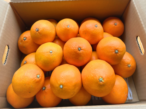 【年末までの限定100箱！】柑橘の女王 ゴールドクイーン4.5キロ