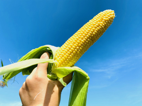 あま〜い朝採りとうもろこし　１２本