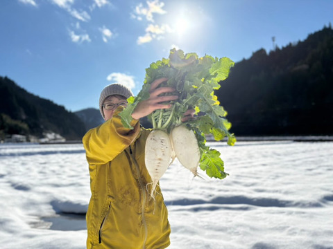 【味グルメ大根７本】雪の下で甘みを蓄えました。雪中大根。