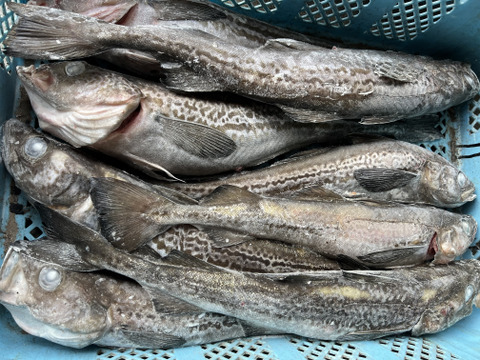 秋田県産　スケソウダラBOX　（丸魚　急速冷凍）7キロ