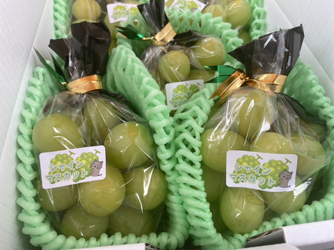 まるせい果樹園のシャインマスカット　小房　1.5k　4～7房　贈答用　自家用　家庭用