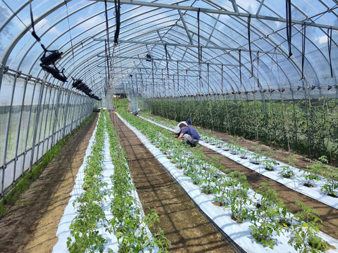 【夏ギフト】濃厚な旨み！おおぶりミニトマト『階上のしずく』2キロ（1㌔×2）