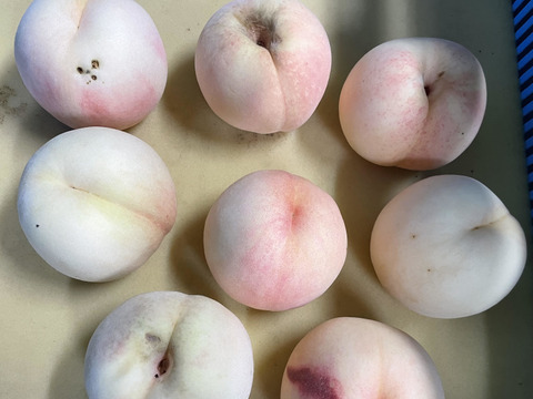 【今期最後2025年・岡山の白桃・白麗】レア品種！ご家庭用（訳あり）しっかりした果肉とたっぷりの果汁の白桃です（2㎏箱）