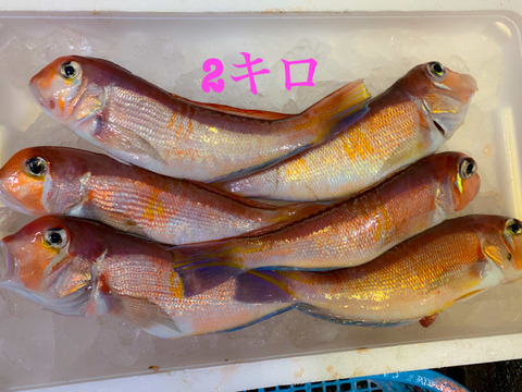 秋田県沖　荒波に揉まれた天然甘鯛BOX🐟 1キロUP