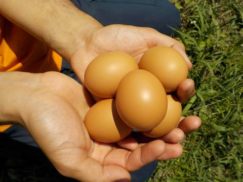 七彩の風　25周年突入記念　平飼い卵で作ったカステラ(16個）セット    (8月31日まで）