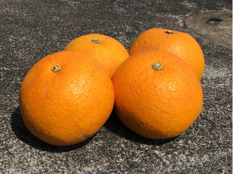 【爽やかな味わい】農薬不使用　赤い八朔です紅八朔　2キロ