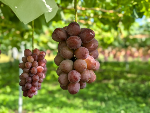 美・香・甘。至高の三重奏【プレミアムギフト】皮ごと美味ぶどう3色3房クイーンルージュ®（大房×3房、合計約1.5kg）長野県認証/特別栽培同基準（信州の環境にやさしい農産物認証50）