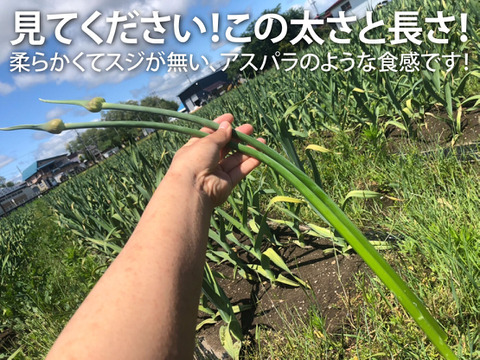 【予約限定】青森県産！農薬不使用のにんにくの芽＋葉＋つぼみ 約３キロ【令和７年新物！】