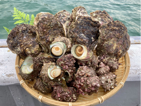 【限定品】天然岩牡蠣（小〜中）8枚 ＋ サザエ（中）15個【バーベキューにも◎】
