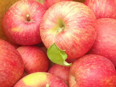 シナノスート　S サイズ約１３玉（2.5㎏）
やさしい甘さがやめられない、信州生まれのりんご
S サイズのかわいいりんごをお届け