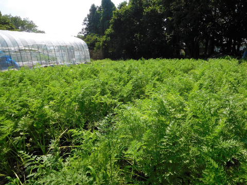 【数量限定】大分県産人参5kg（規格外のＢ品も含む無選別品・栽培期間中農薬、化学肥料不使用）