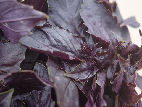 採れたて！新鮮ダークオパールバジル 200g 【農薬化学肥料不使用】