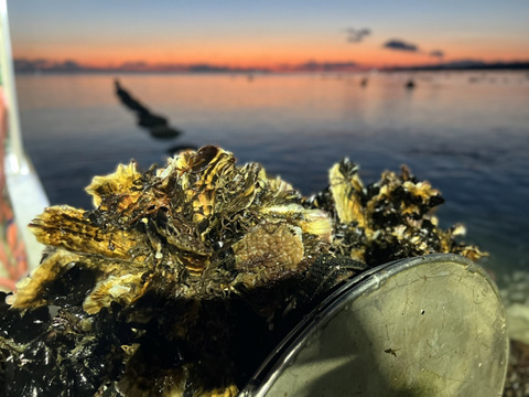 大振りの身が詰まったThe Oyster！【三陸ジオイスター】20個入り