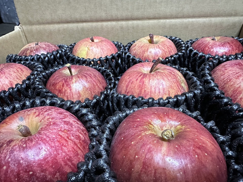 硬めが好きな方におすすめ！絶滅危惧種！「春明21」約3kg箱　10〜14玉　小さめサイズ