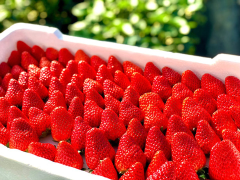 【ギフトボックス】◇超特大◇農皇いちご 静岡限定品種　きらぴ香　900g以上