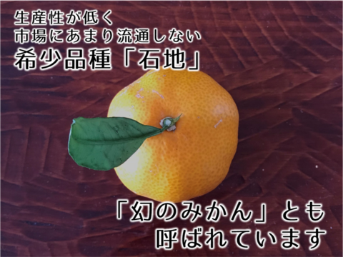 12/20より順次発送 幻のみかん『石地（いしじ）サイズ混合 5kg』 希少品種 5キロ 仲屋 海瀬農園 静岡県 西浦みかん