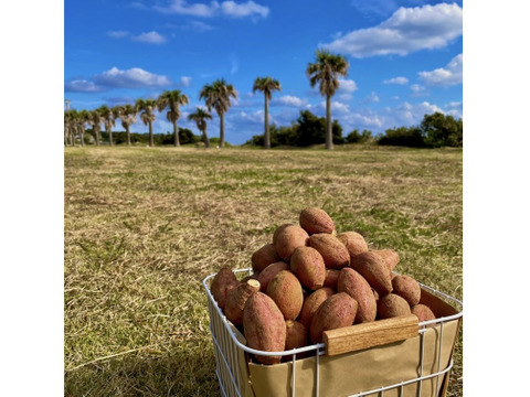 種子島産 安納芋 極プチサイズ 2kg｜甘くて濃厚🍠｜aimo農園直送