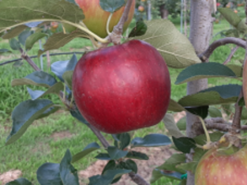 極早生品種のリンゴ！シナノレッド（１４～１６個）【贈答用】