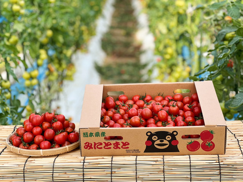 お得★濃厚完熟ミニトマト★3Kｇ(200ｇ増量)　熊本県産　今朝採り新鮮　完熟トマト
