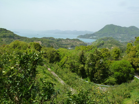 【広島県産】八朔  (7㎏)
