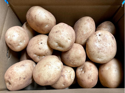 【長島産赤土馬鈴薯5kg】新じゃが！4月15日順次発送‼️掘りたてをご家庭に届けます【伊唐島の旬じゃが】