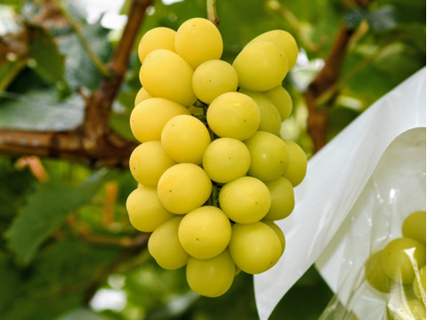 ゴールデンシャインマスカット2房/約850g