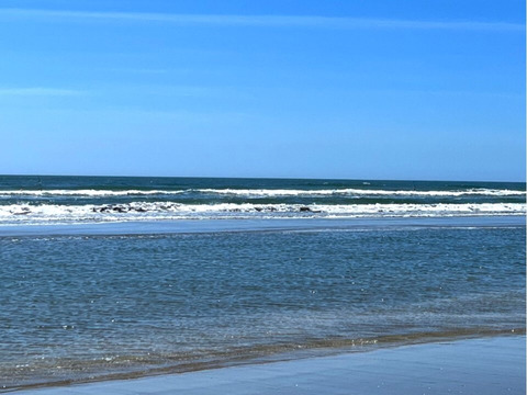 【日時指定も可！】活小はまぐり１０㎏入｜九十九里産