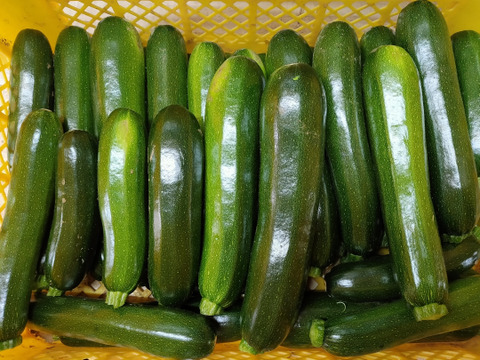ズッキーニ6-8本★パチャママ農園