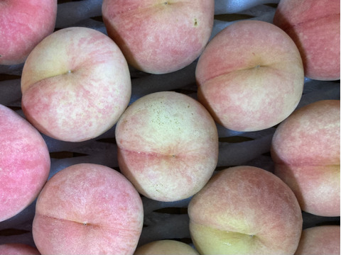 🍑桃水🍑3キロ箱　訳あり家庭用