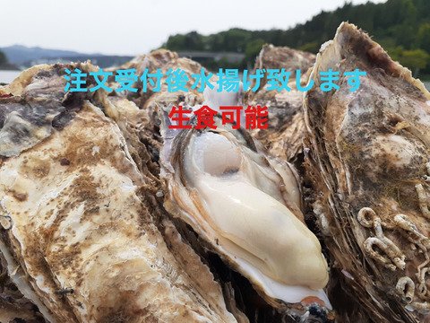 注文受け付け後水揚げ!生食可 お試しセット♪普通サイズ真牡蠣8個 ラムサール条約湿地志津川湾より漁師直送!