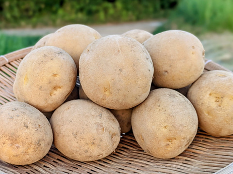 【福袋2025】夏の新じゃが２品種とニンニクのセット4.5KG　（ニシユタカ２KG、普賢丸２KG、にんにく500g） 食べチョク八周年記念企画/農薬・化学肥料不使用