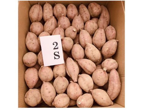 種子島産 安納芋 2Sサイズ 10kg｜甘くて濃厚🍠｜aimo農園直送
