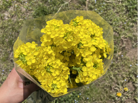 白菜の花 500g 天ぷらやおひたしに 栽培期間中農薬不使用 今が旬 訳あり