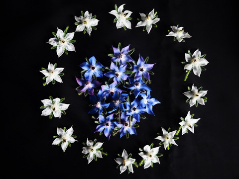 【里山の自然栽培エディブルフラワー】ボリジの花（20輪mix）