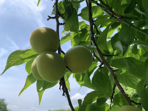 まじりっけなし！梅干に最適『十郎』5kg 自然栽培の梅。茶梅