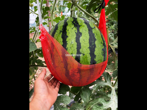 宙に浮くスイカを目撃せよ！！NHK紹介品　スイカっちゃん　Lサイズ　2玉セット 宙に浮くスイカを目撃せよ！！NHK紹介品 スイカっちゃん Lサイズ