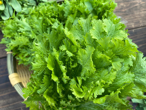 サラダにおすすめ！わさび菜100g×6袋☆有機JAS認証