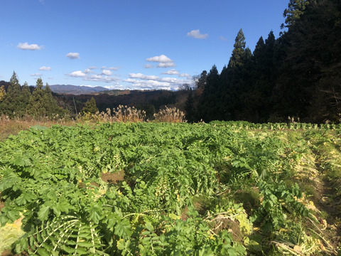 村人たちが作る"大根の柿漬け"　250g