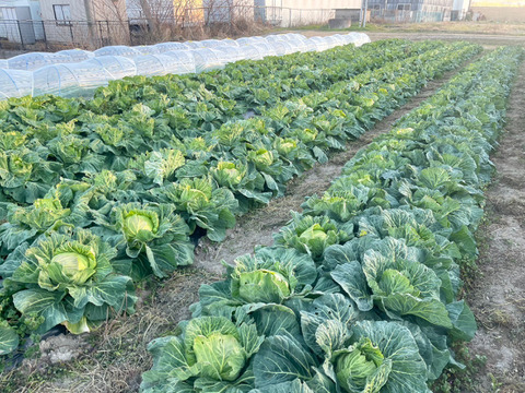 【農薬不使用】冬のあまいキャベツ　約３kg  ２〜３株