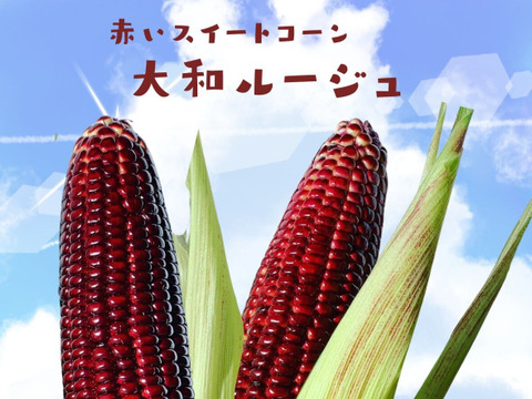 【 赤いとうもろこし 】軽井沢 産高原野菜 大和ルージュ 赤いスイートコーン とうもろこし サイズMIX 10本 セット