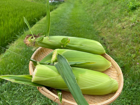【訳あり】完熟しました！濃厚な甘み！山育ちのトウモロコシ6本