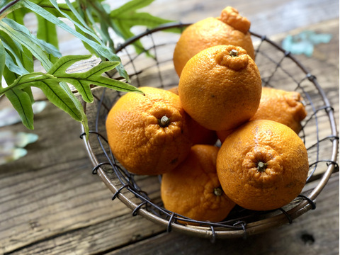 【冬季限定】冬の素材で楽しむ！冬のチョコがけスコーン