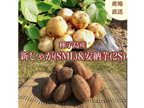 【期間限定】種子島産 新じゃが(S・M・L)＆熟成安納芋(2Sサイズ)｜合計 10kg 旬の味わいセット🍠🥔