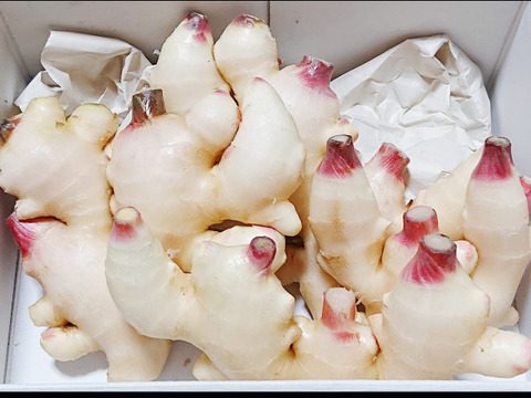 【夏ギフト】産直！新鮮！真っ白で柔らかい新生姜 １kg (大きめ) 高知県産
