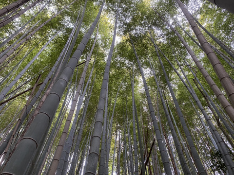 朝掘りタケノコの水煮　【クール便】　筍　タケノコ　たけのこ　水煮