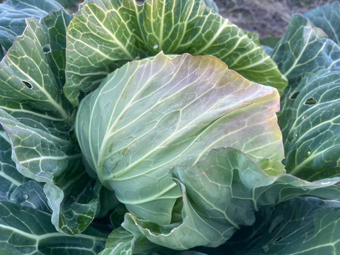 【農薬不使用】冬のあまいキャベツ　約３kg  ２〜３株