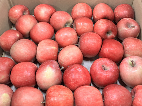 ★すぐに出荷★【加工用バラ詰め】極小玉のほのか（早生ふじ） ジュース、スイーツ、コンポート、すりおろし林檎　加工用・業務用🍎約4.5Kg　青森県産