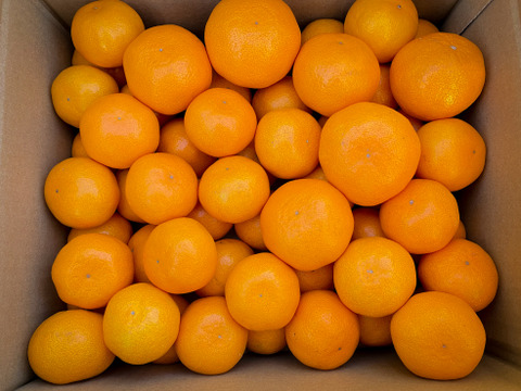 【数量限定】幻の東京産みかん5kgサイズミックス(SS～2L)【東京狭山みかん】