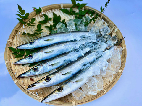 【本日発送】送料分お値引中！宮崎県産の”大〜特大”カマス（2kg）