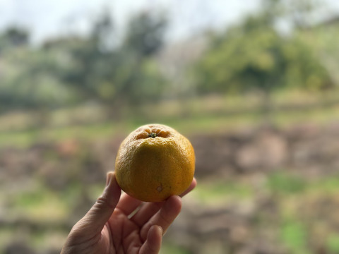 鹿児島・枕崎の太陽育ち【ポンカン】５㎏